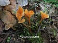 Rickenella fibula-amf1361-2